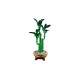 LEGO Botanical Collection 10344 Dracena sandera